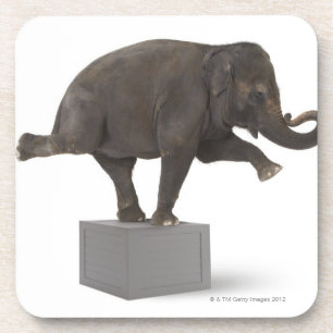 Elephant performing trick on box coaster
