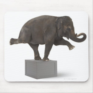 Elephant performing trick on box mouse mat