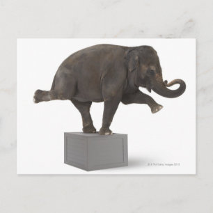 Elephant performing trick on box postcard