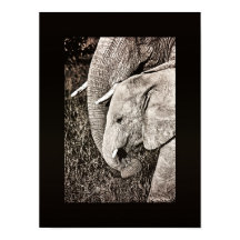 Elephant photo African art PORTFOLIO size