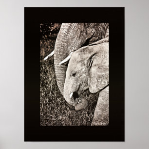 Elephant photo African art PORTFOLIO size Poster