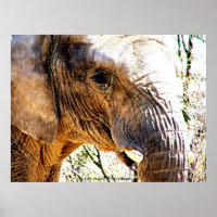 Elephant Photo