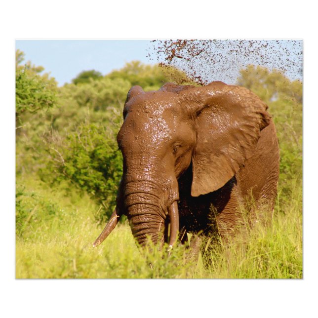 Elephant Photo Print (Front)