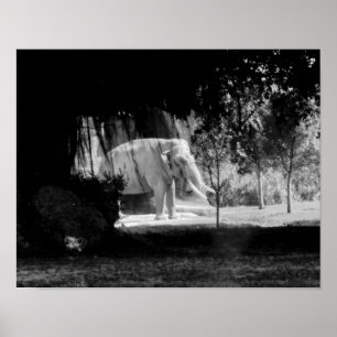 Elephant Photo Print 14" x 11"