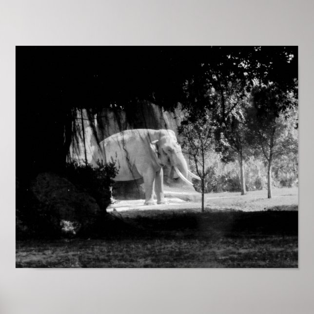 Elephant Photo Print 14" x 11" (Front)