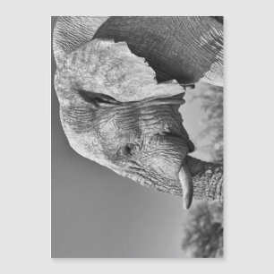 Elephant portrait