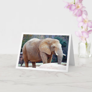 Elephant Portrait Card