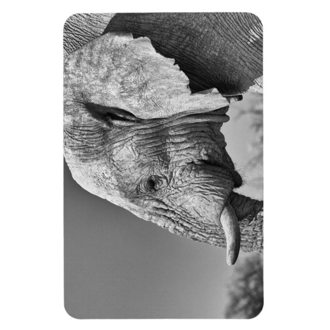 Elephant portrait magnet (Vertical)
