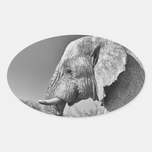 Elephant portrait oval sticker (Front)