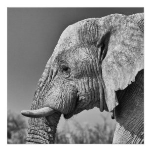 Elephant portrait poster