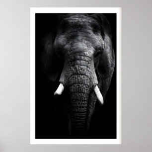 Elephant Portrait Print, Black and White, Tusks Poster
