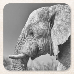 Elephant portrait square paper coaster