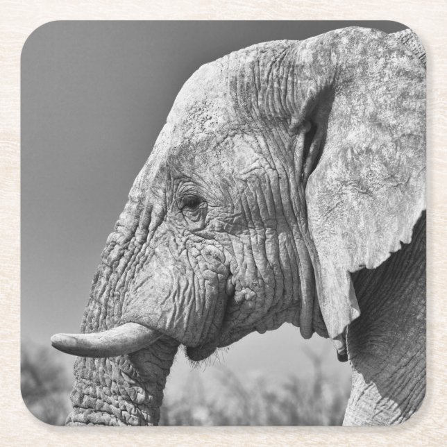 Elephant portrait square paper coaster (Front)