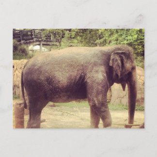 Elephant Postcard