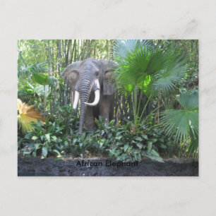 Elephant postcard