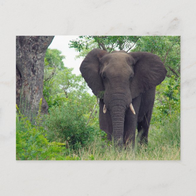 Elephant postcard (Front)