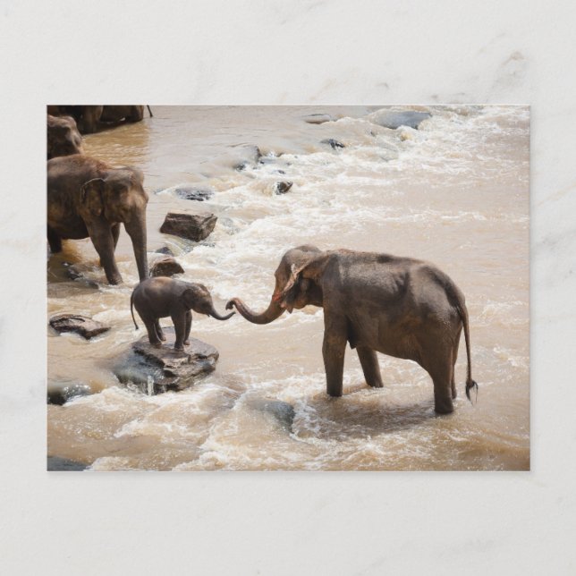 Elephant Postcard (Front)