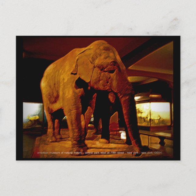 Elephant Postcard (Front)