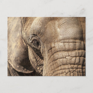 Elephant Postcard