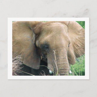 Elephant Postcard