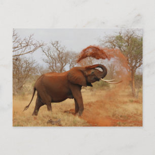 Elephant Postcard