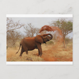 Elephant Postcard