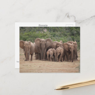 Elephant postcard