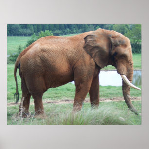 elephant poster