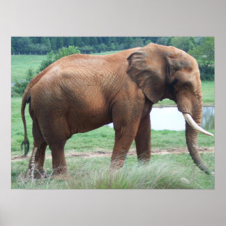 elephant poster
