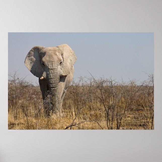 Elephant Poster (Front)