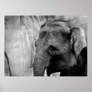 elephant poster