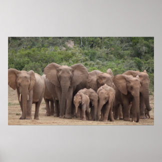 Elephant  poster