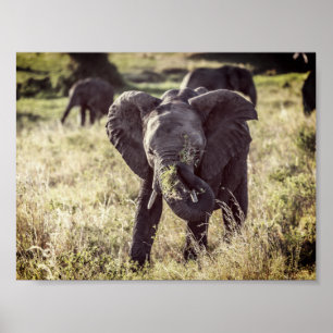 Elephant Poster