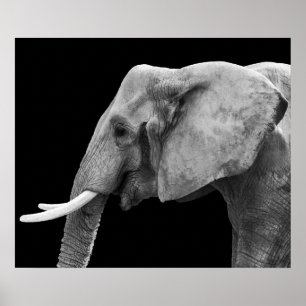 Elephant - Poster