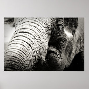 Elephant Poster in Black and white