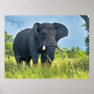 Elephant Posters