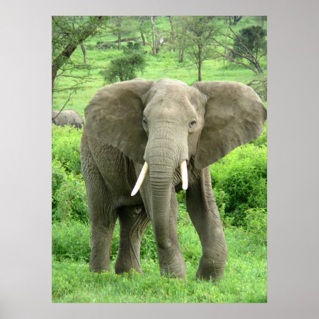 Elephant Posters (Front)