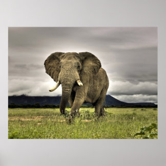Elephant Posters