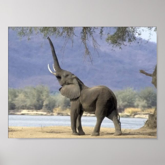 Elephant Posters (Front)