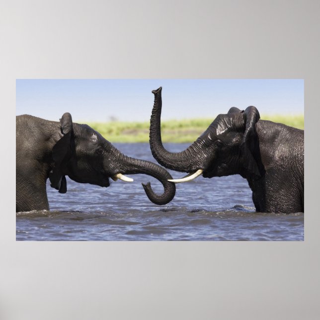 Elephant Posters (Front)