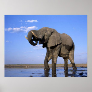 Elephant Posters