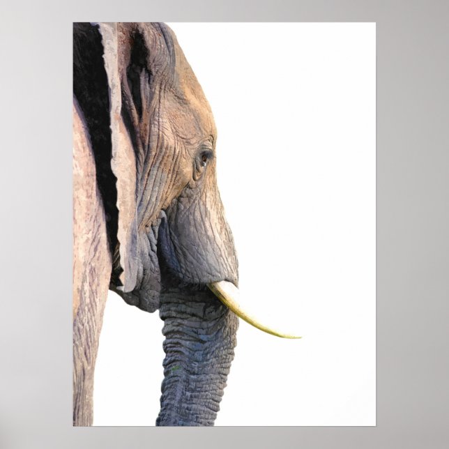 Elephant profile jungle animal portrait poster (Front)
