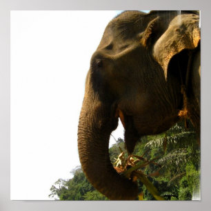 Elephant Profile Poster