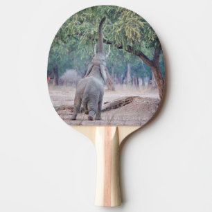 Elephant reaching for Acacia tree Ping Pong Paddle