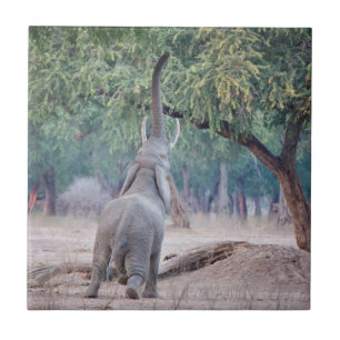 Elephant reaching for Acacia tree Tile