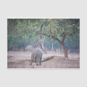 Elephant reaching for Acacia tree Tissue Paper