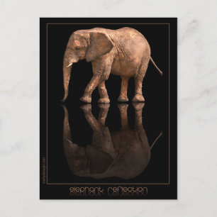 Elephant Reflection Postcard