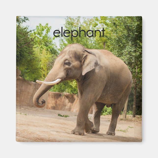 Elephant Refrigerator Magnet (Front)