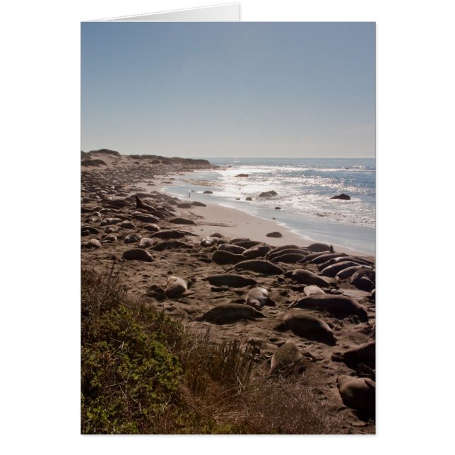 Elephant Seal (Front)