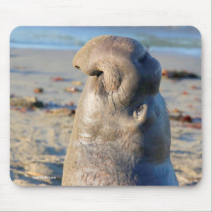 Elephant Seal bull Mouse Mat